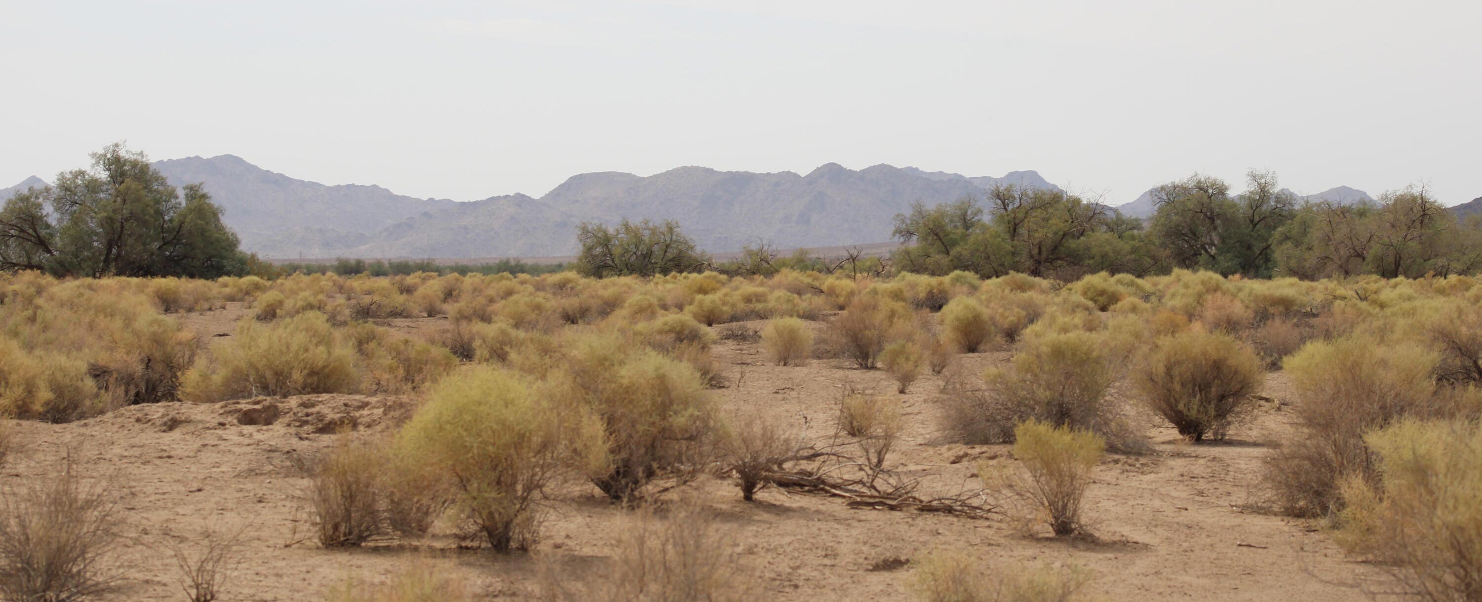 1.25-acre residential parcel in Tonopah, just west of Phoenix. (https://www.remax-sedona-az.com/listings/view/w-roeser-road-unit-tonopah-az-real-estate-subdivision-6925638.html)